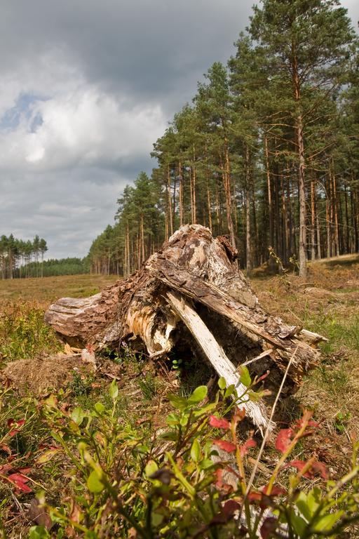 Agroturystyka Sominy Exterior foto