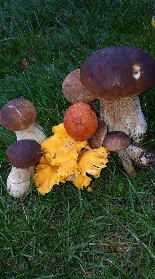 Agroturystyka Sominy Exterior foto